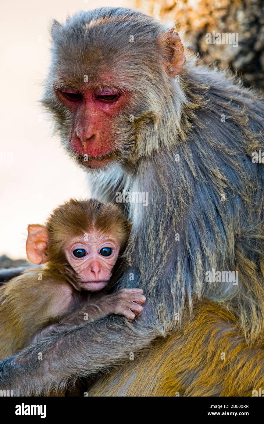 Rhesus macaque (Macaca mulatta) adult and young, India Stock Photo