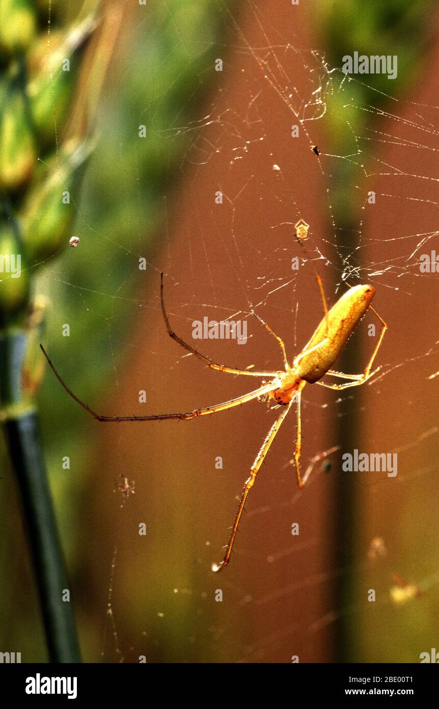 Long-jawed orb weaver Stock Photo - Alamy