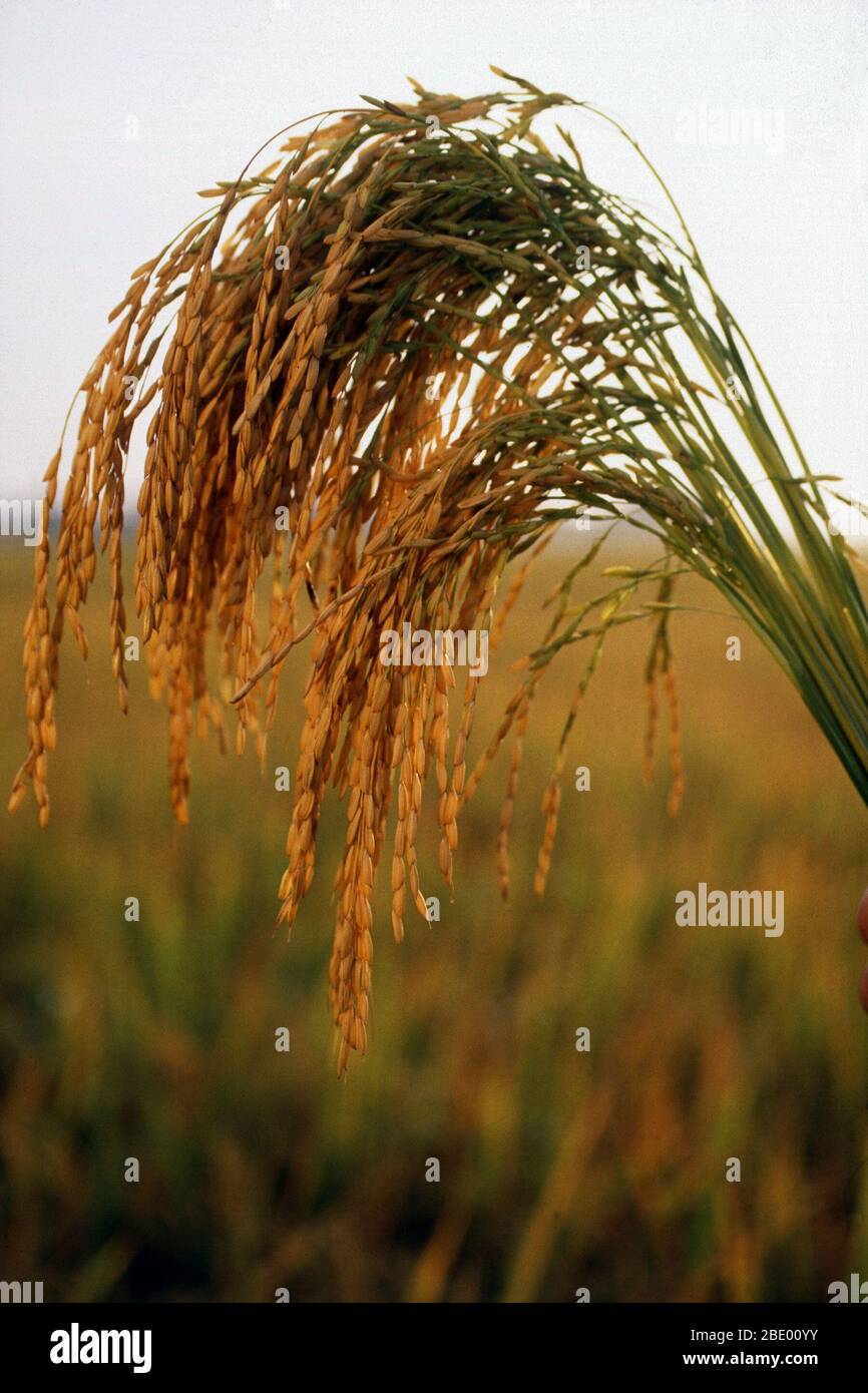 Long grain rice Stock Photo