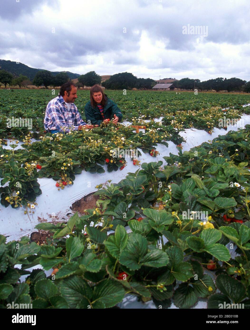 Farmers with strawberries hi-res stock photography and images - Alamy