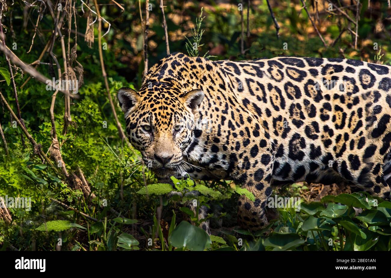 Jaguar (Panthera onca), Pantanal, Brazil Stock Photo