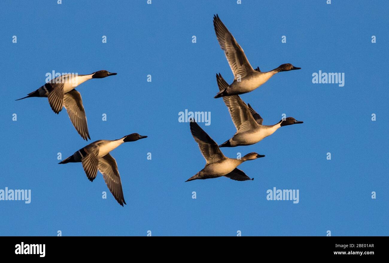 Group of flying northern pintail (Anas acuta) ducks, Soccoro, New Mexico, USA Stock Photo