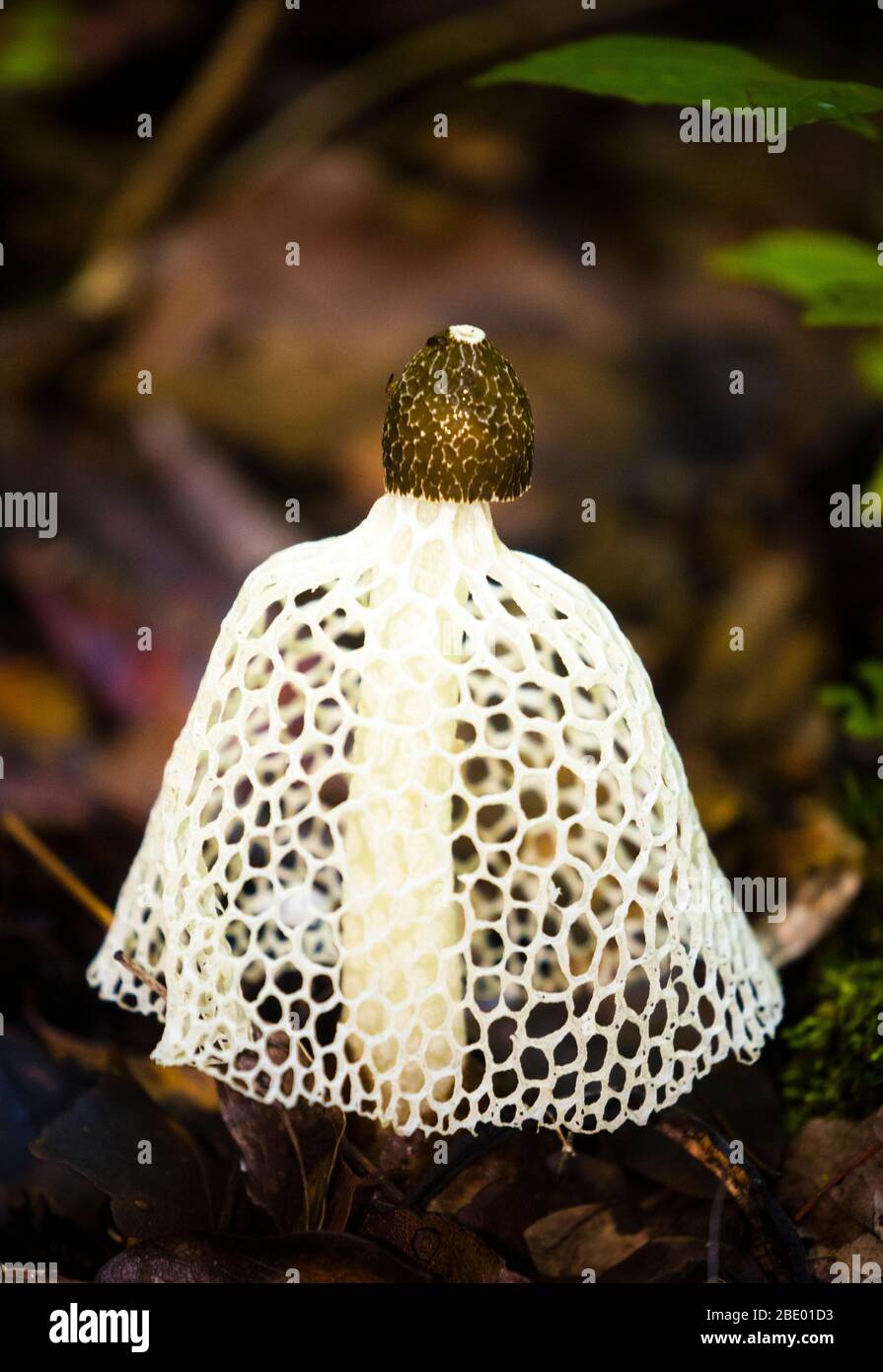 Bridal veil mushroom (Phallus indusiatus), Palmarium, Madagascar Stock Photo