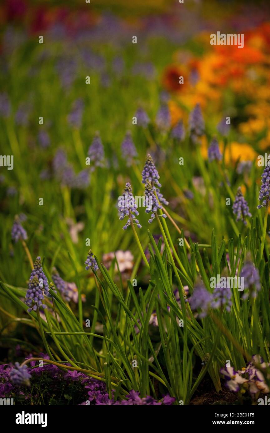 Grape hyacinth (muscari), crocus and primula in spring garden flower bed. Stock Photo