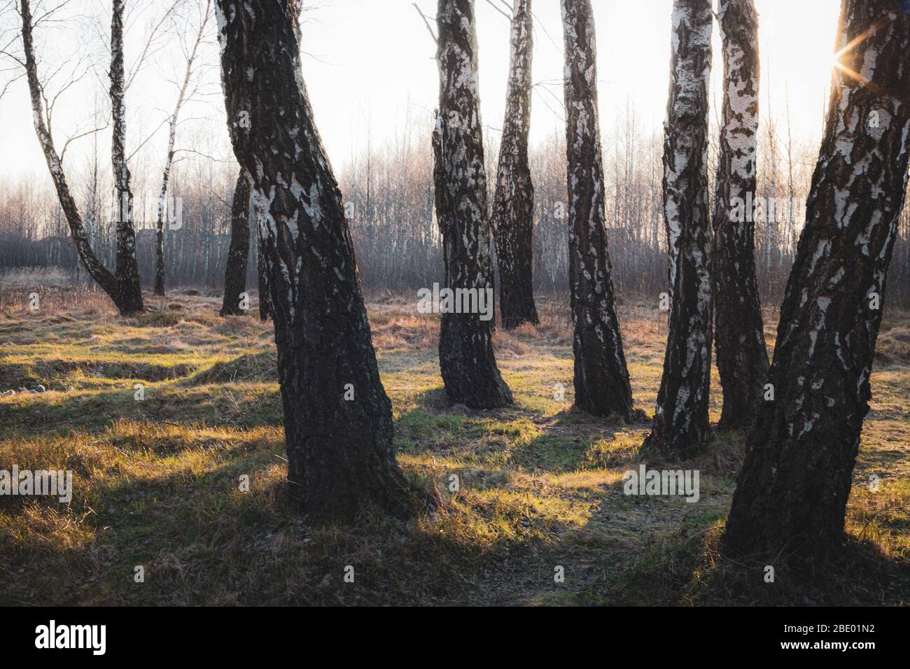 Path in birch forest in early spring with bright blue sky Stock Photo