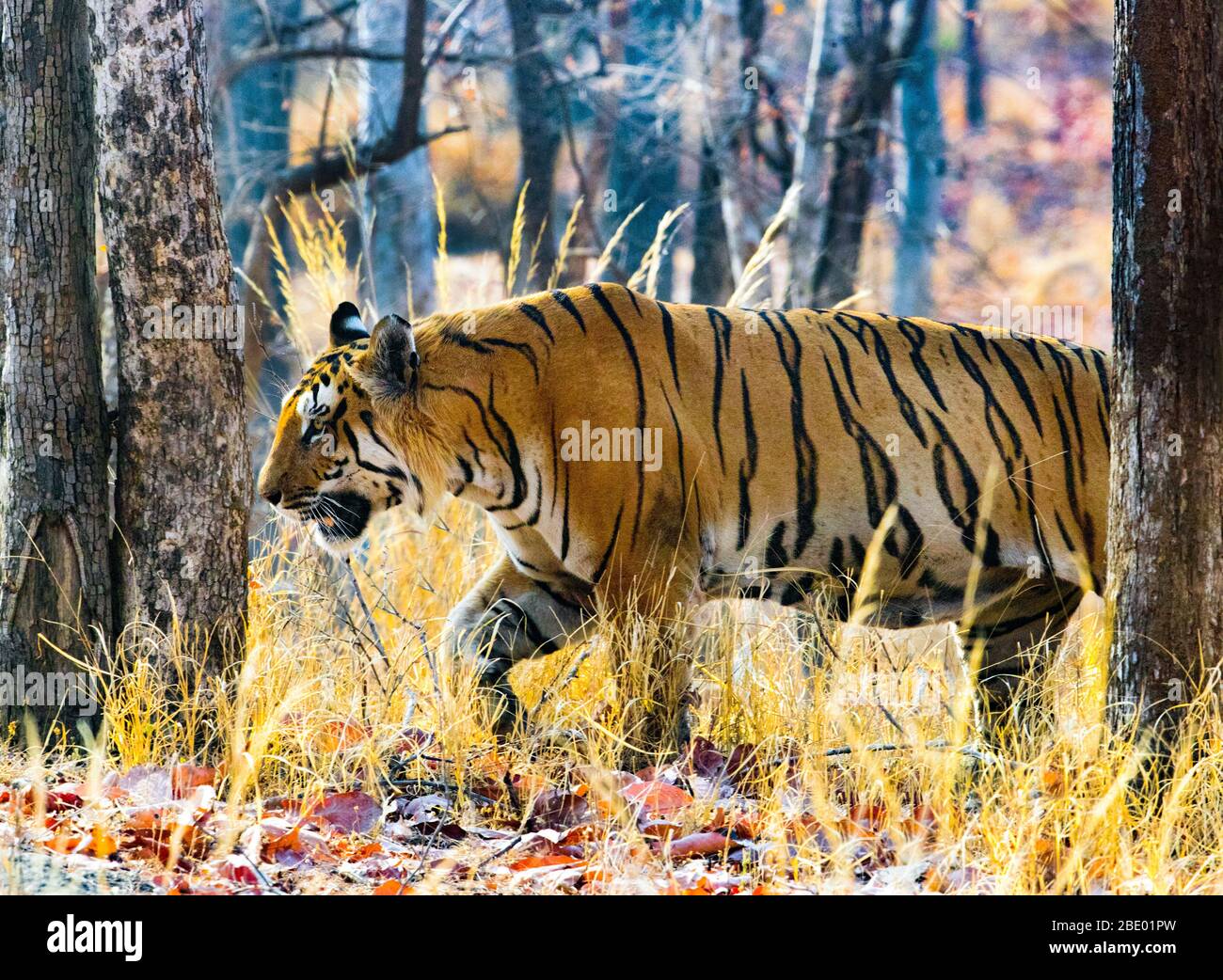 Bengal Tiger (Panthera tigris tigris) among trees, India Stock Photo