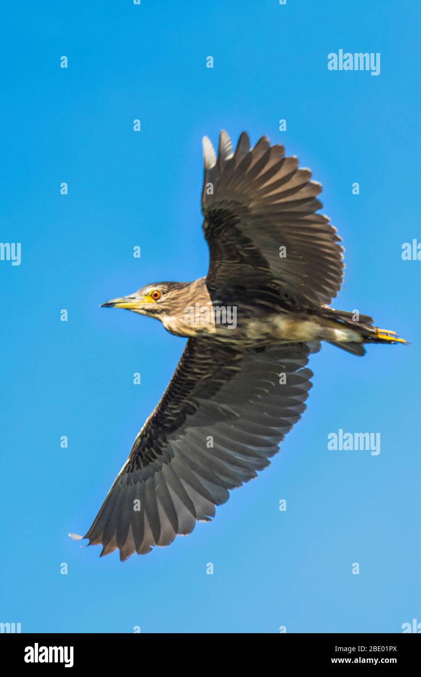 Seabird in flight, Antananarivo, Madagascar Stock Photo