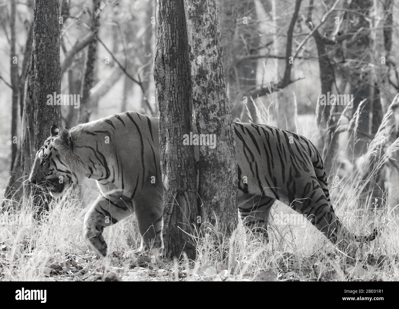 Bengal Tiger (Panthera tigris tigris) among trees, India Stock Photo
