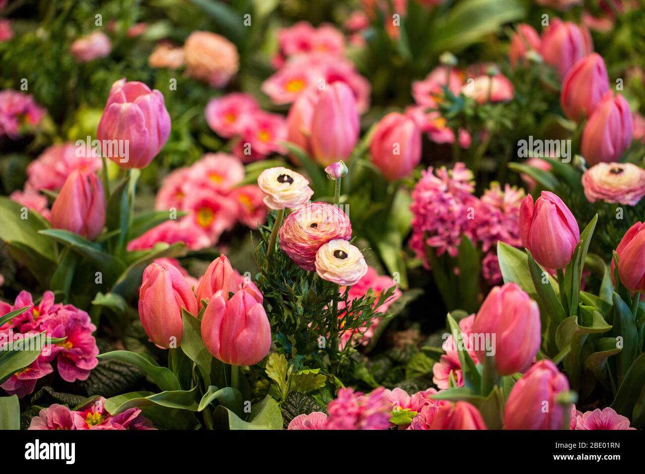 Colorful Tulips, Hyacinthus, Narcissus, Primula,Ranunculus Flowerbeds in International 'Grüne Woche', Messe Berlin, 2020 Stock Photo