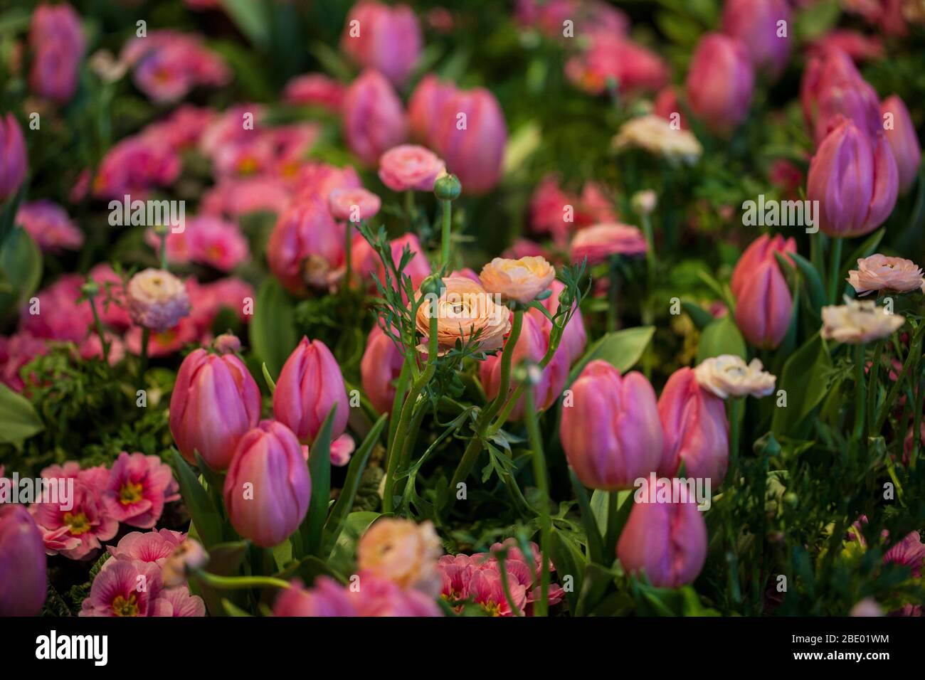 Colorful Tulips, Hyacinthus, Narcissus, Primula,Ranunculus Flowerbeds in International 'Grüne Woche', Messe Berlin, 2020 Stock Photo