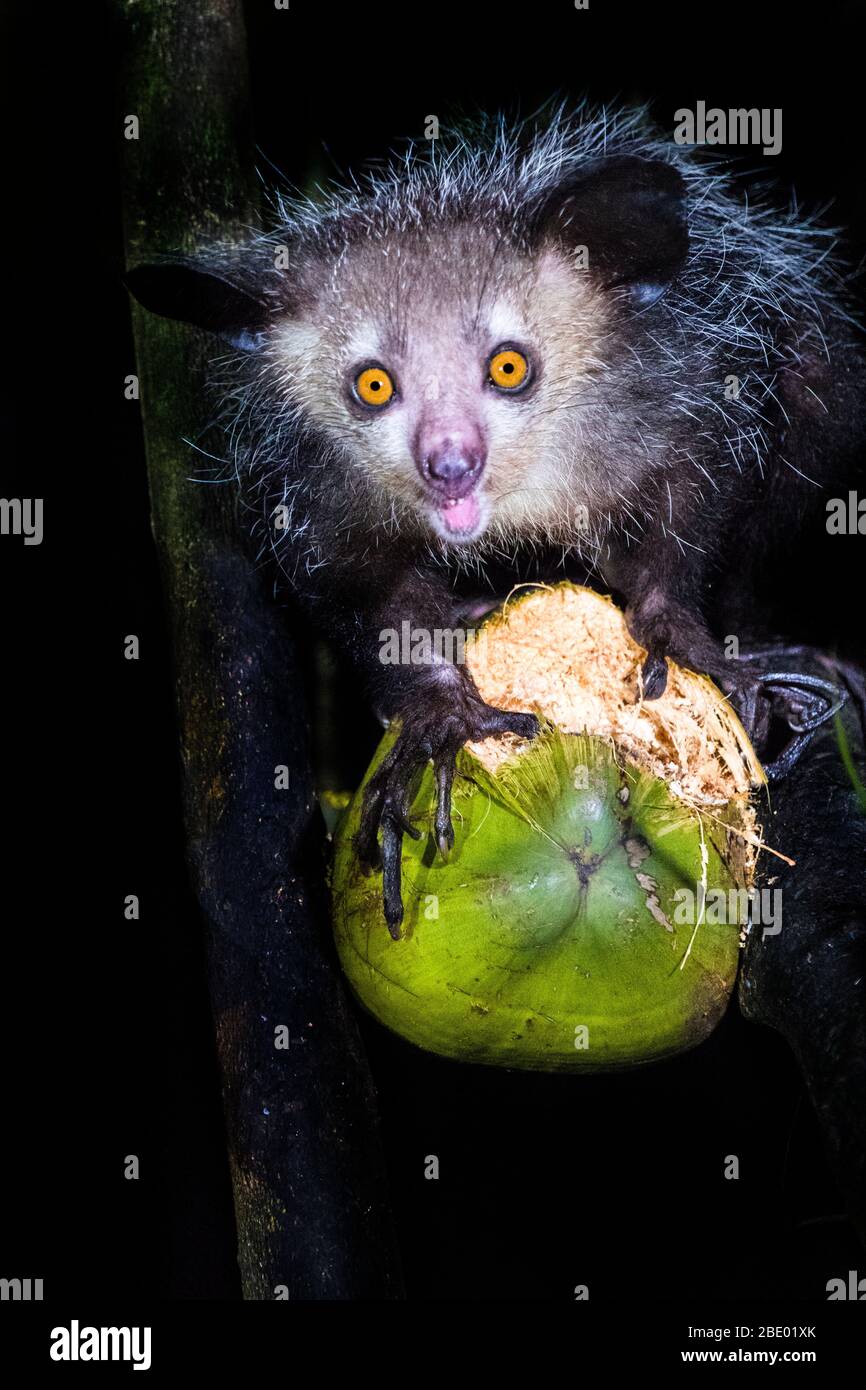 Close-up photo of aye-aye (Daubentonia madagascariensis) with fruit, Palmarium, Madagascar Stock Photo