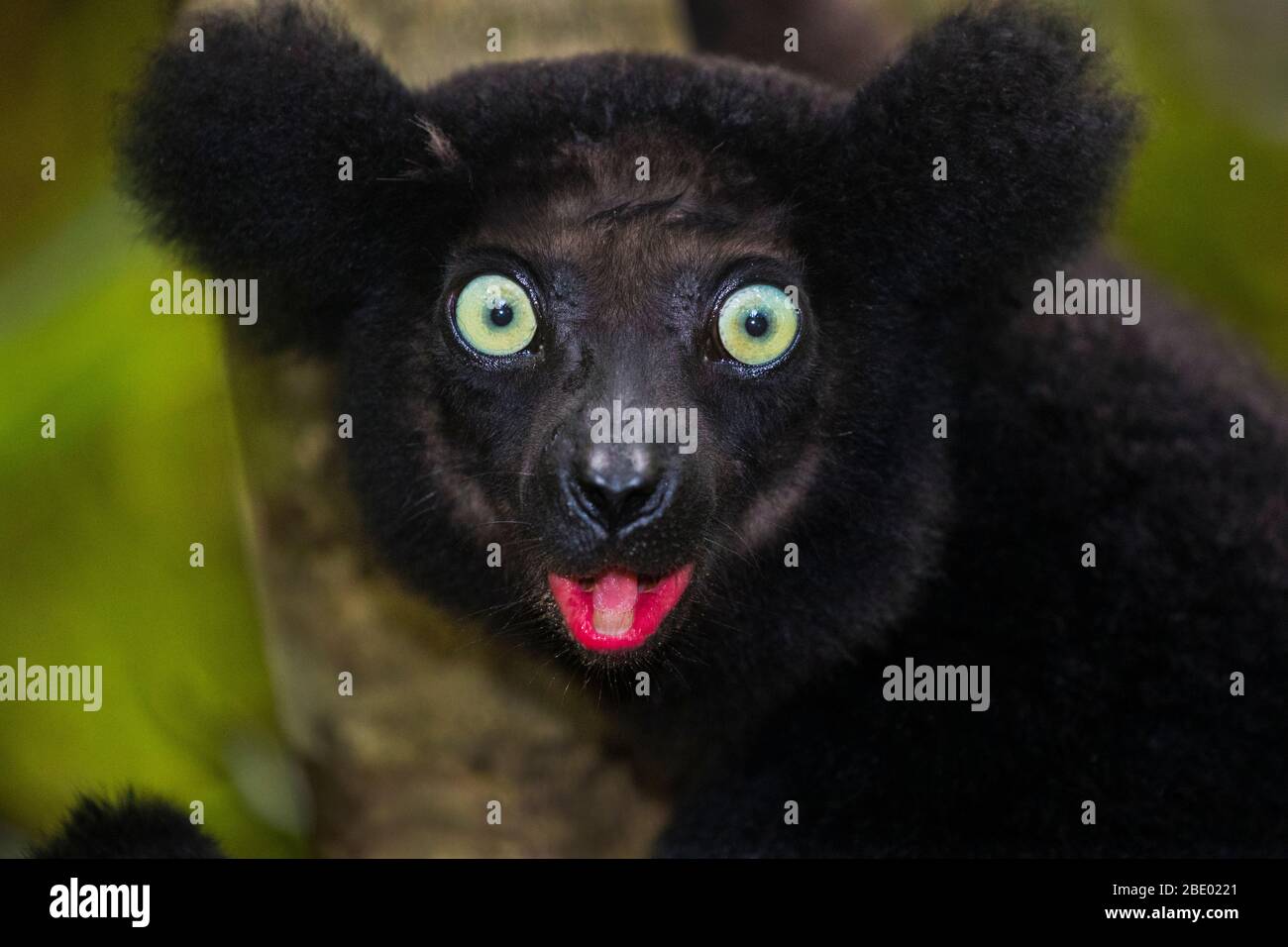 Close-up photo of black lemur (Eulemur macaco), Palmarium, Madagascar Stock Photo