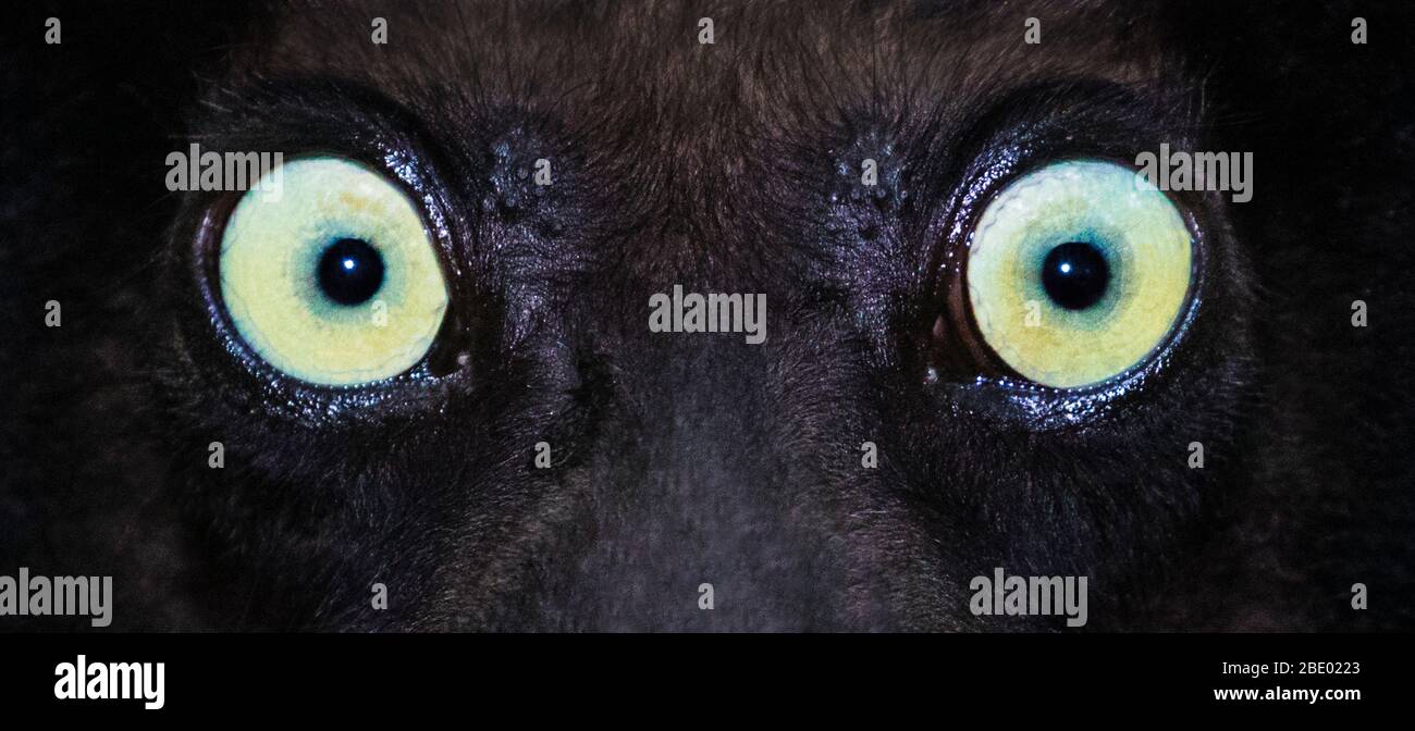 Close-up photo of black lemur (Eulemur macaco) eyes, Palmarium, Madagascar Stock Photo