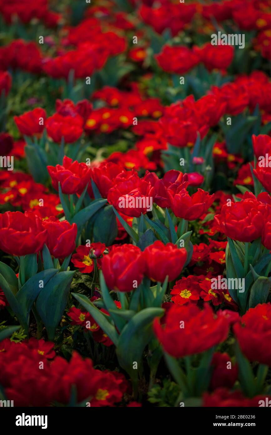 Red tulips and red primula flower bed Stock Photo