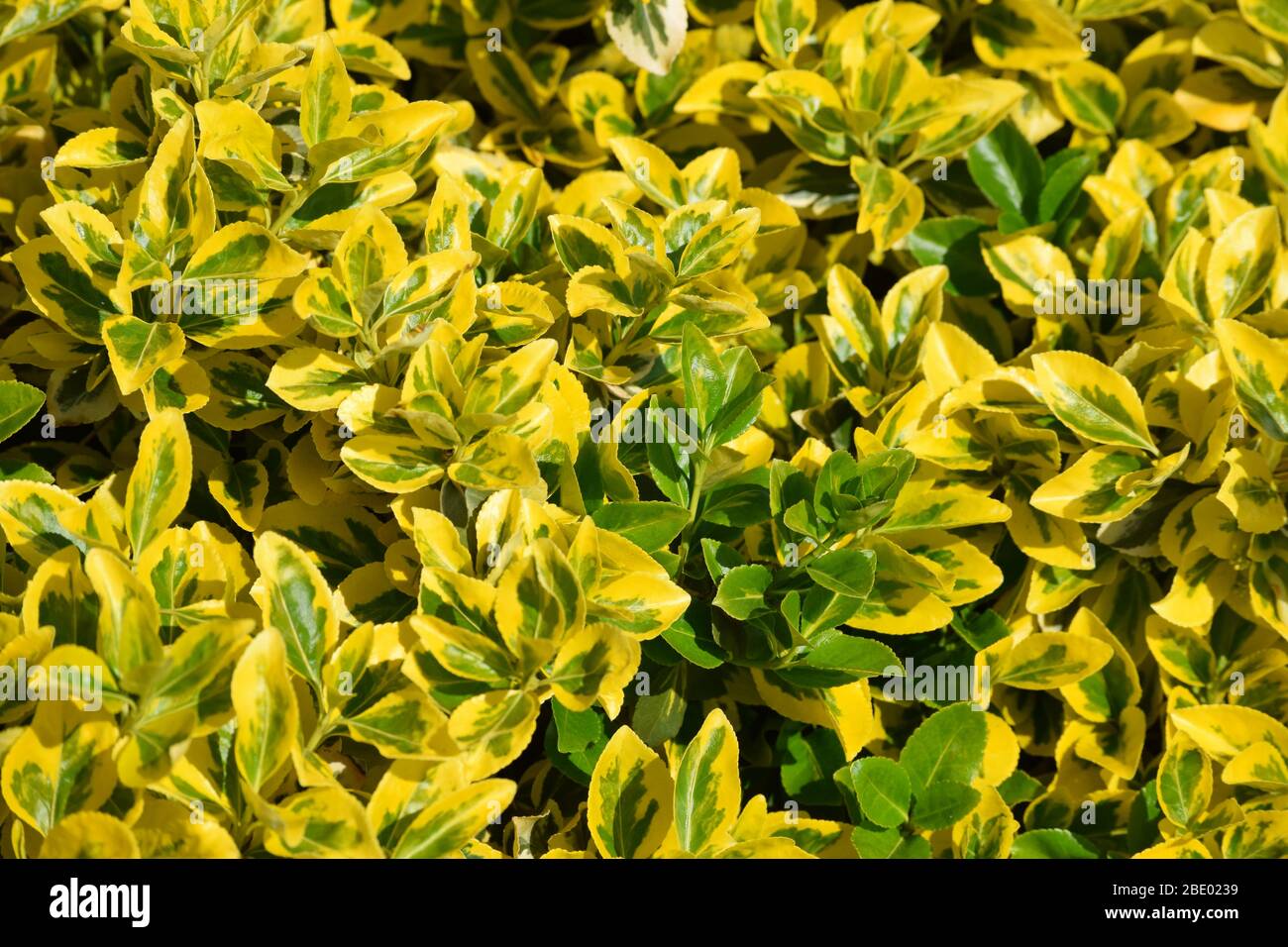 GOLDEN privet hedging plant ligustrum well rooted in P7 pot hedge