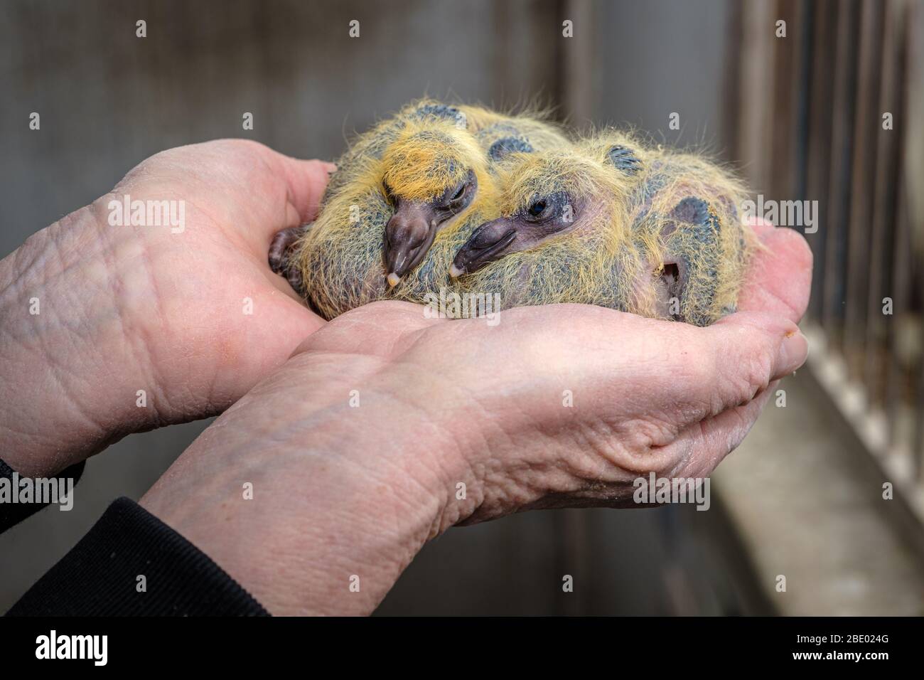 Closeup of two seven days old baby racing pigeons chicks sleeping in the hands of the pigeon fancier Stock Photo