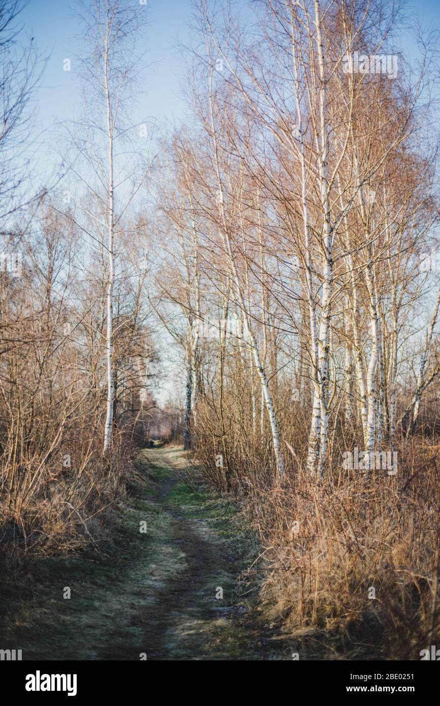Path in birch forest in early spring with bright blue sky Stock Photo