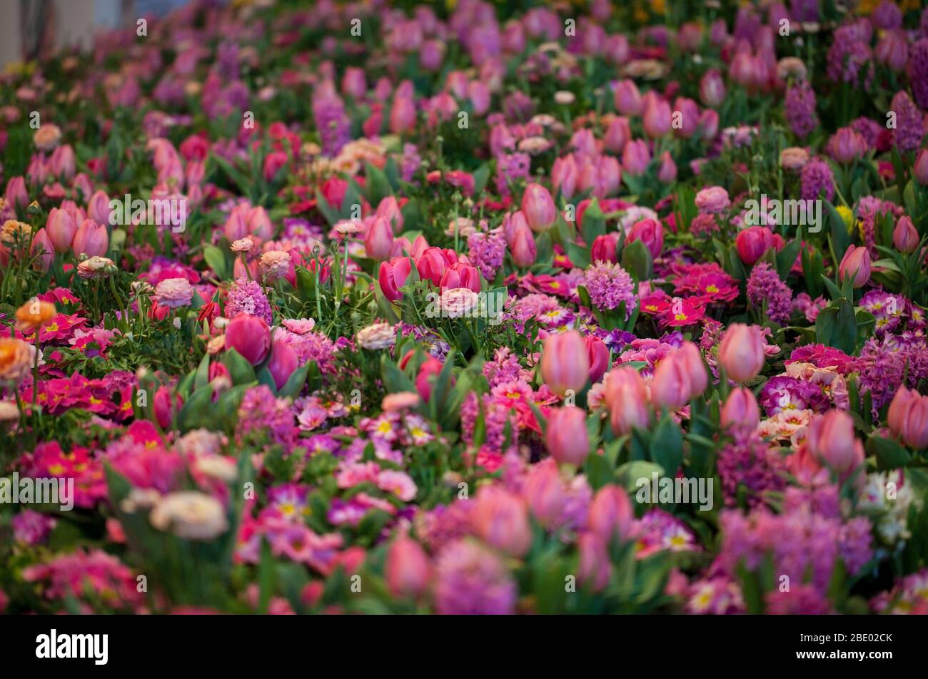 Colorful Tulips, Hyacinthus, Narcissus, Primula, Ranunculus Flowerbeds in International 'Grüne Woche', Messe Berlin, 2020 Stock Photo
