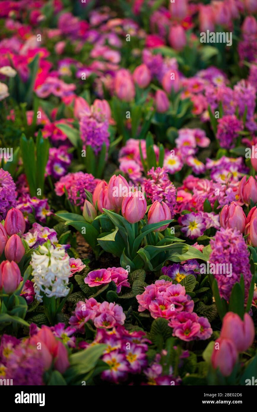 Colorful Tulips, Hyacinthus, Narcissus, Primula, Ranunculus Flowerbeds in International 'Grüne Woche', Messe Berlin, 2020 Stock Photo