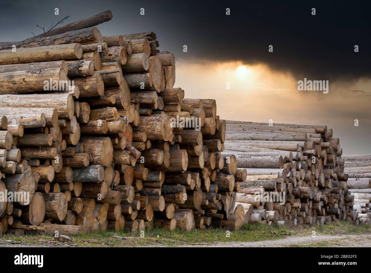 Export logs