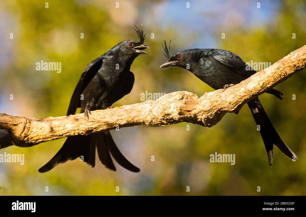 Two crested drongos (Dicrurus forficatus) perching on tree branch, Madagascar Stock Photo