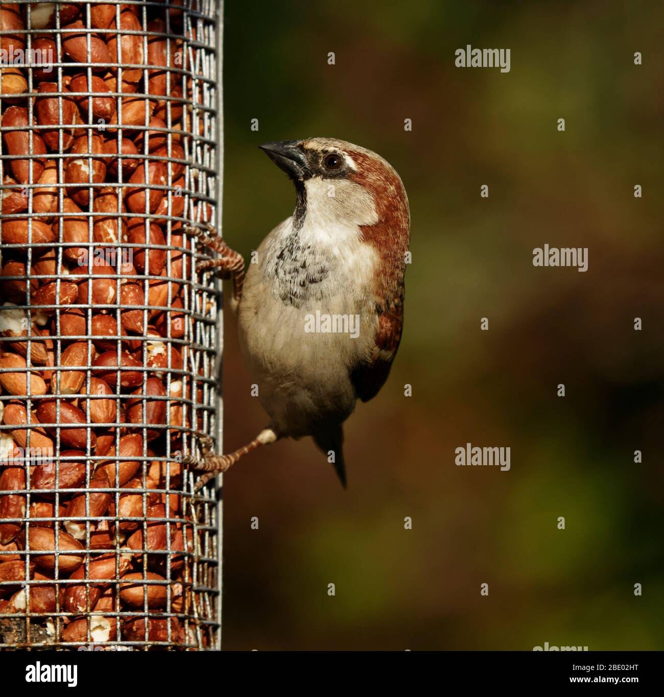 Male sparrow on a mesh feeder Stock Photo