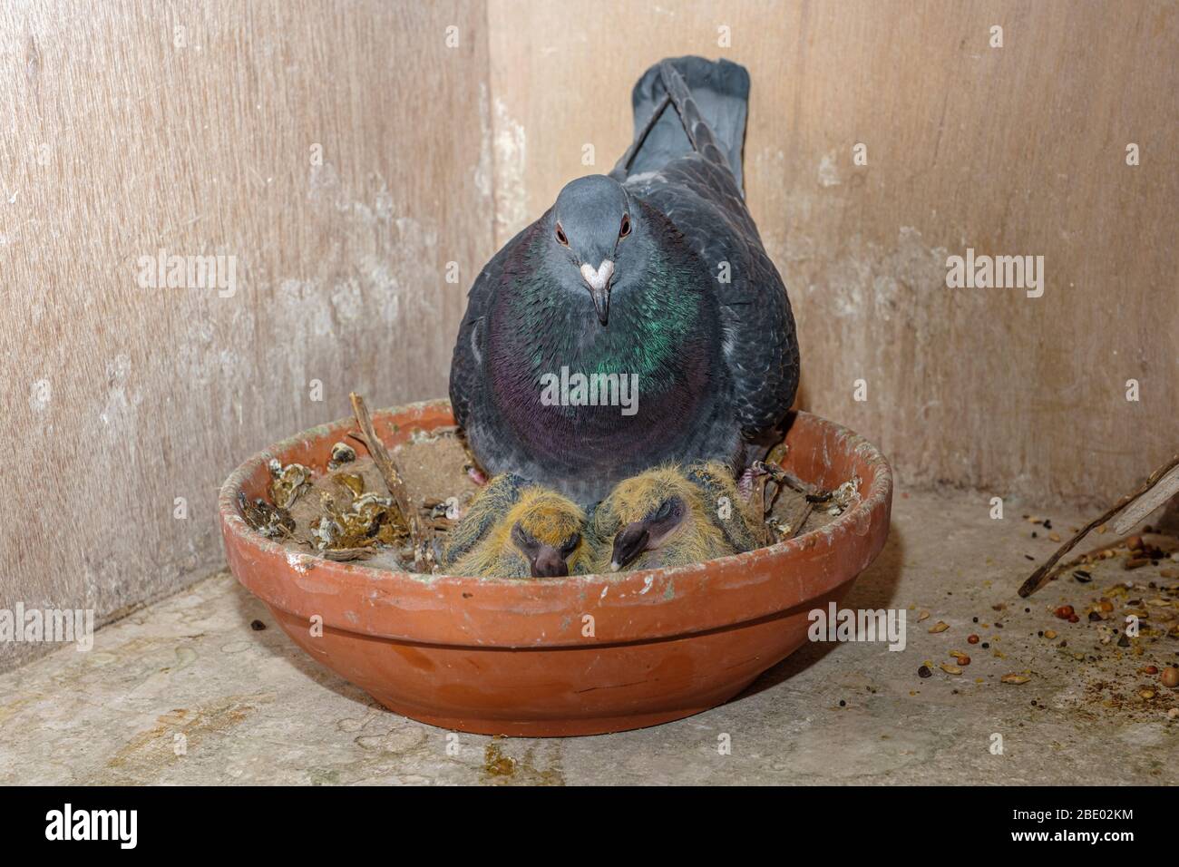 Closeup of two seven days old baby racing pigeons chicks with their mother sitting in a nest on the pigeon loft Stock Photo