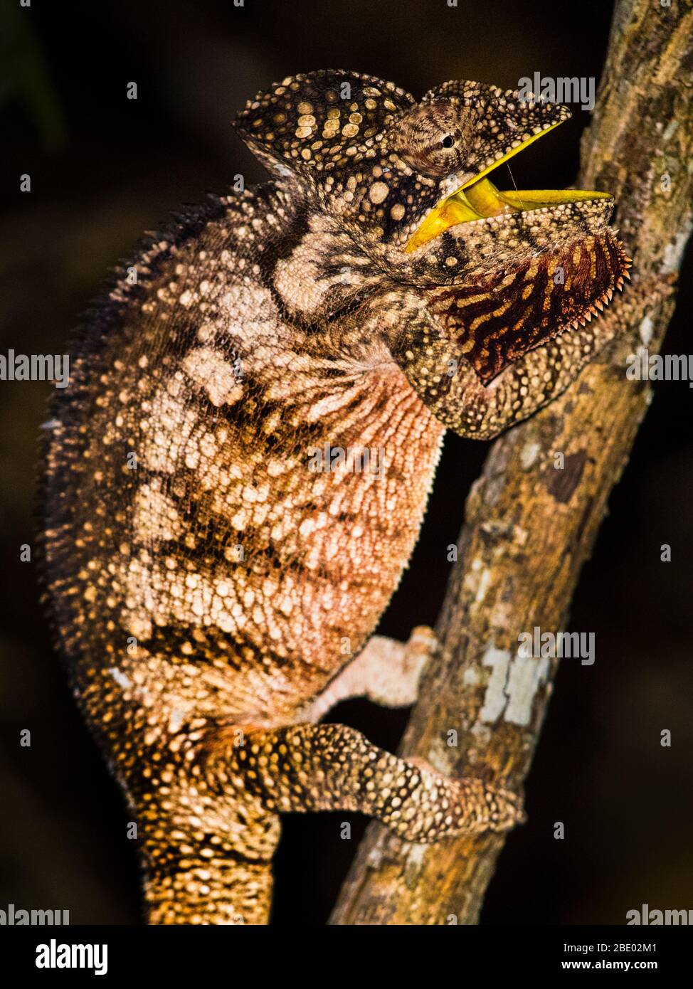 Portrait of Malagasy giant chameleon (Furcifer oustaleti) climbing branch, Madagascar Stock Photo