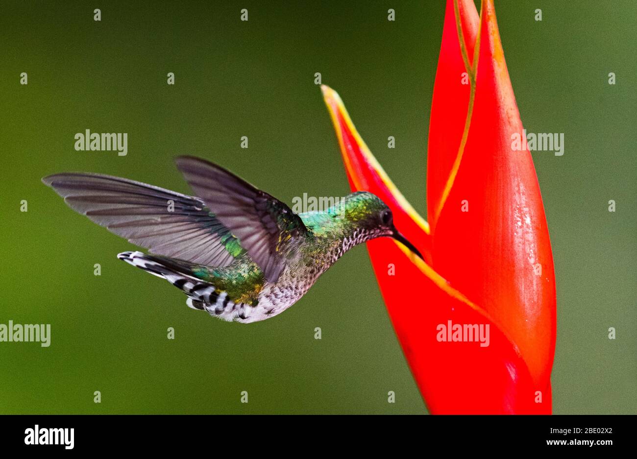 Fiery-throated hummingbird (Panterpe insignis) flying by red wildflower, Sarapiqui, Costa Rica Stock Photo