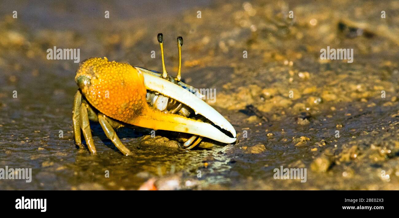 Portrait of fiddler crab (Uca inversa) standing outdoors, Morondava, Madagascar Stock Photo