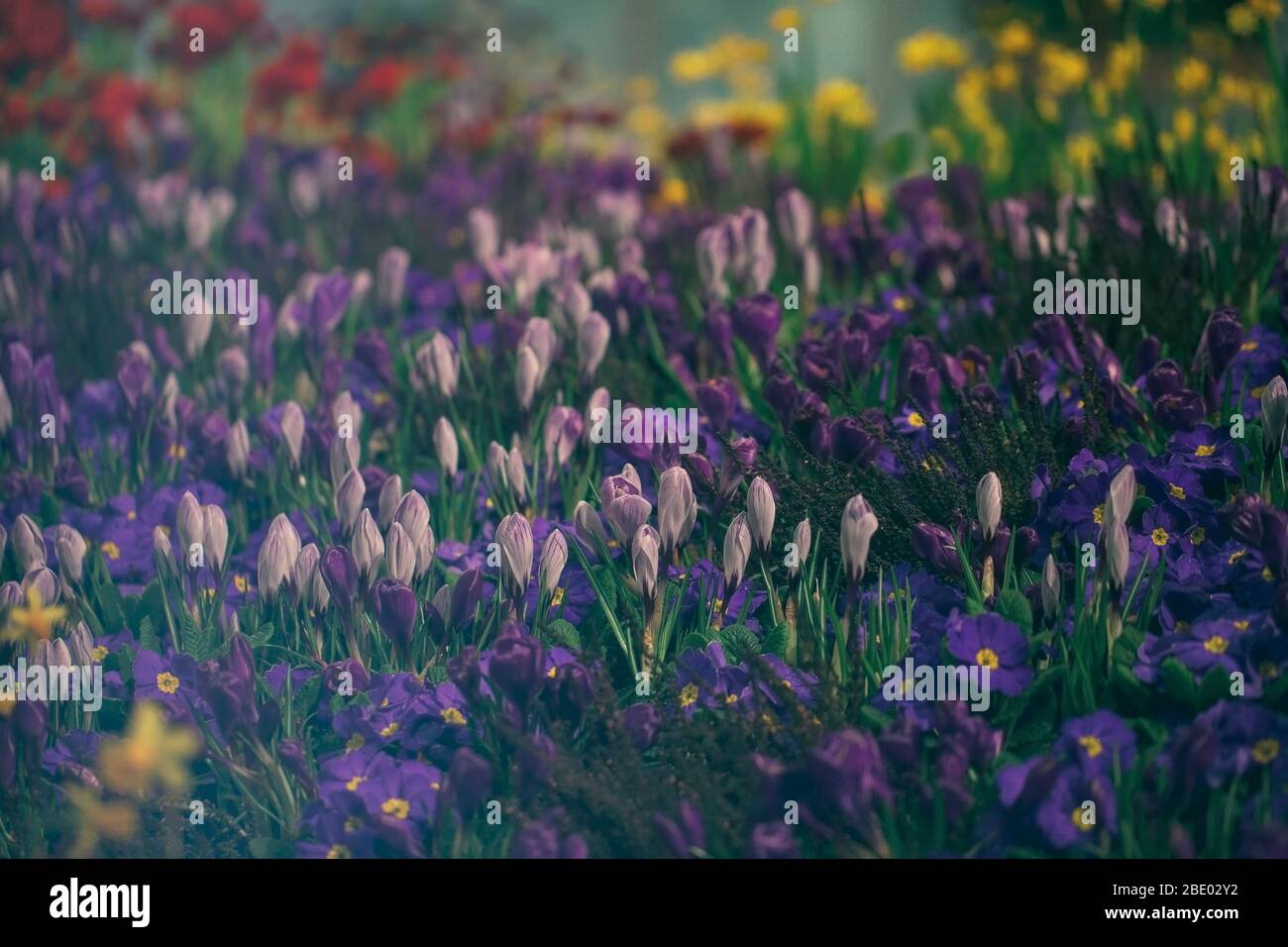 Grape hyacinth (muscari), crocus and primula in spring garden flower bed. Stock Photo