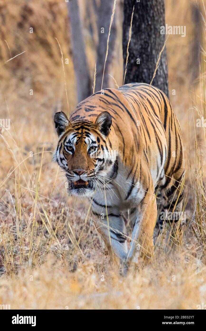 Portrait of tiger (Panthera tigris) walking toward camera, India Stock Photo