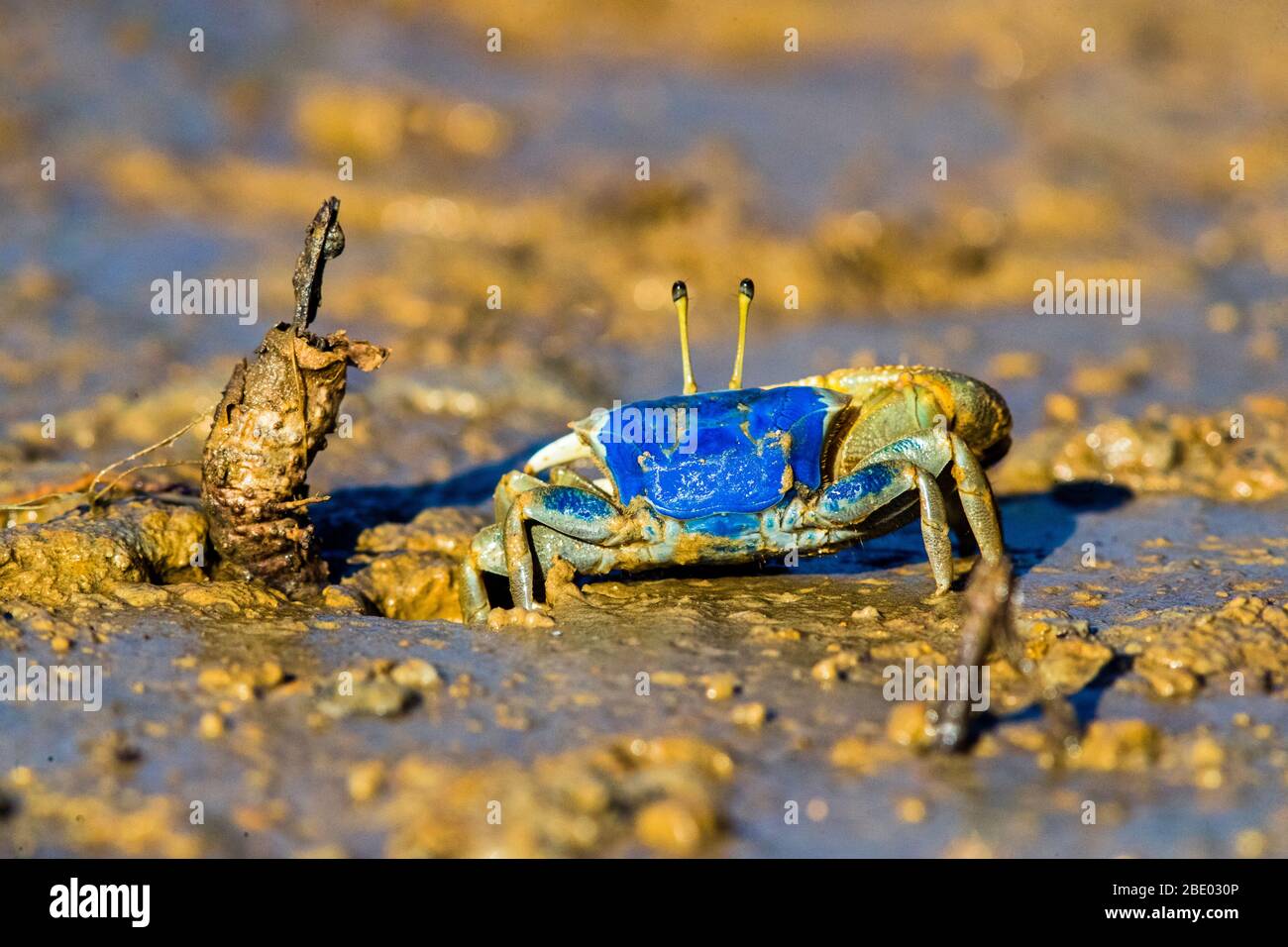 Portrait of fiddler crab (Uca inversa) standing in mud, Morondava, Madagascar Stock Photo