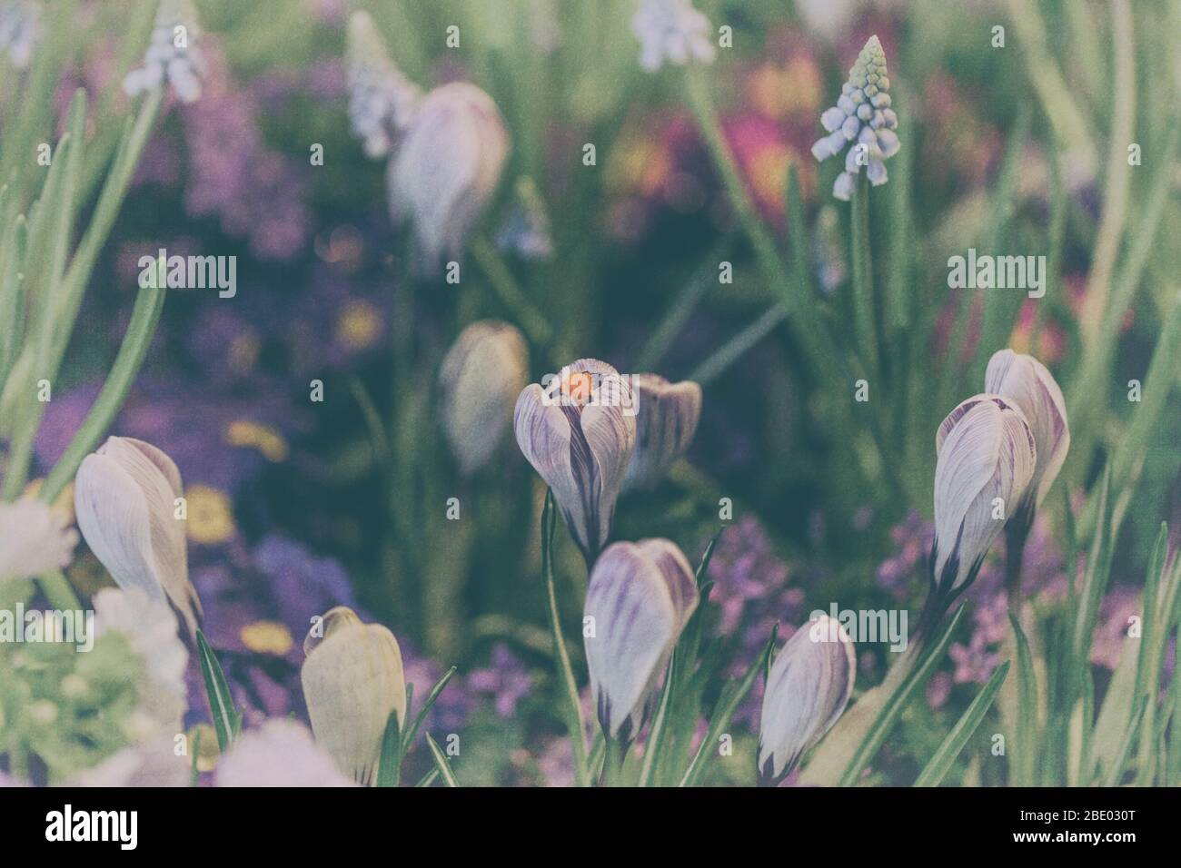 Grape hyacinth (muscari), crocus and primula in spring garden flower bed. Stock Photo