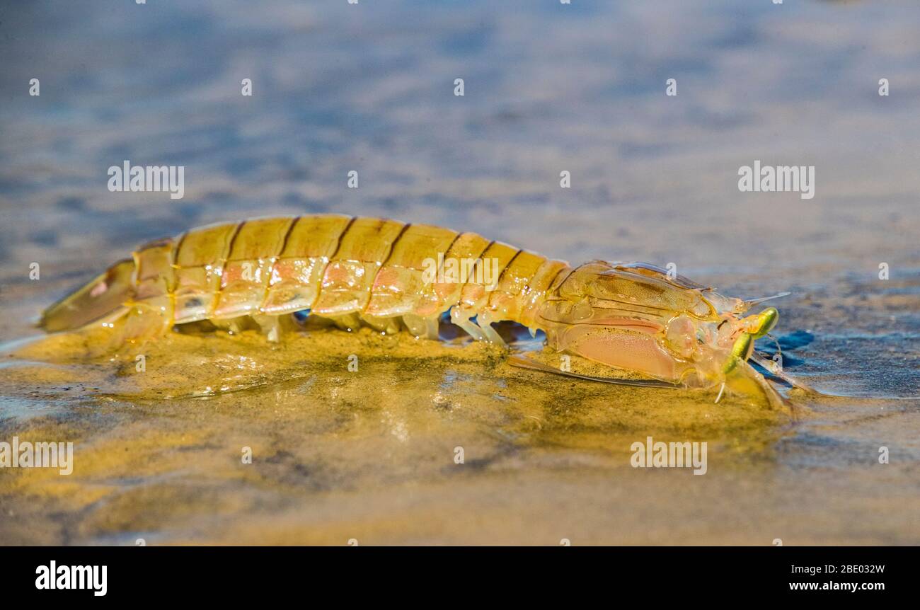 Squillid mantis shrimp (Harpiosquilla harpax) crawling in puddle of water, Morondava, Madagascar Stock Photo