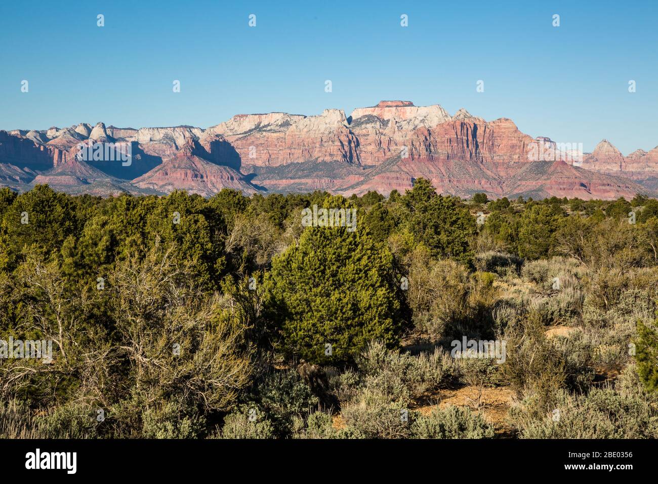 Green sagebrush, pinyon pine and juniper trees in spring below massive red rock cliffs of Zion National Park. Stock Photo