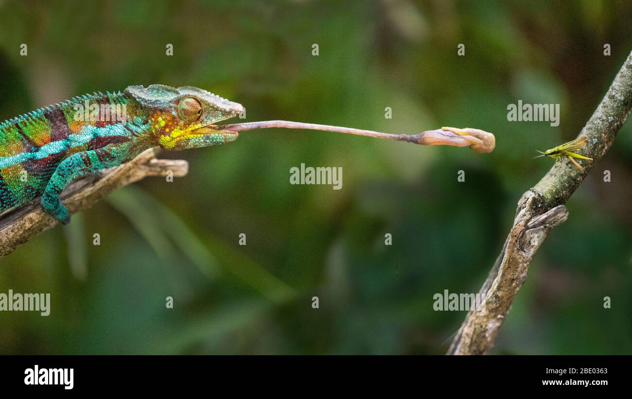 Panther chameleon (Furcifer pardalis) catching insect, Madagascar Stock Photo