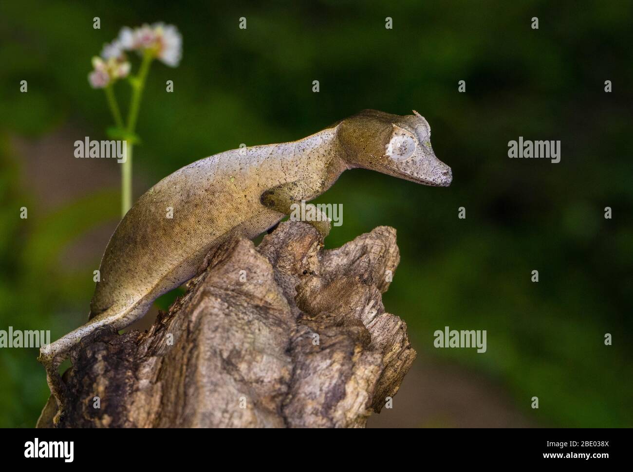 Close up of gecko camouflaged on tree stem, Madagascar Stock Photo