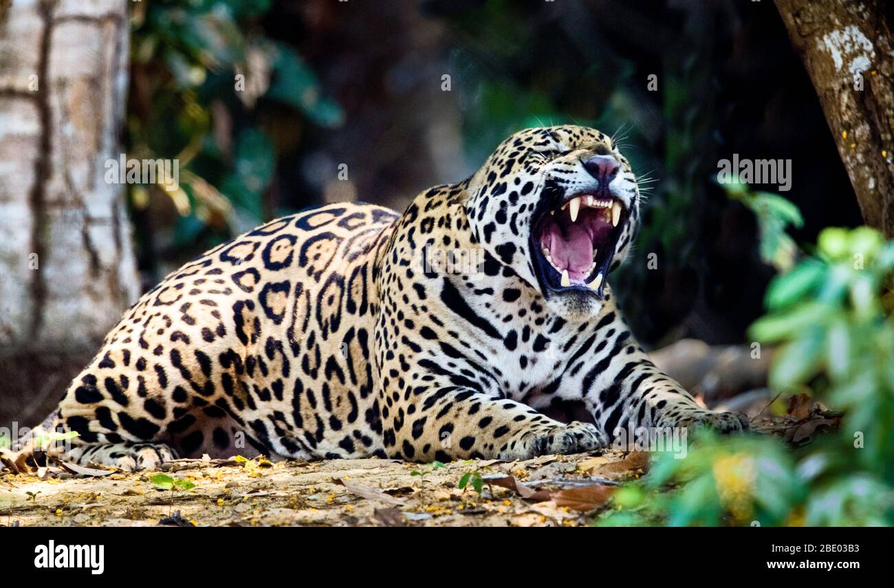 View of roaring jaguar lying in jungle, Pantana, Brazil Stock Photo