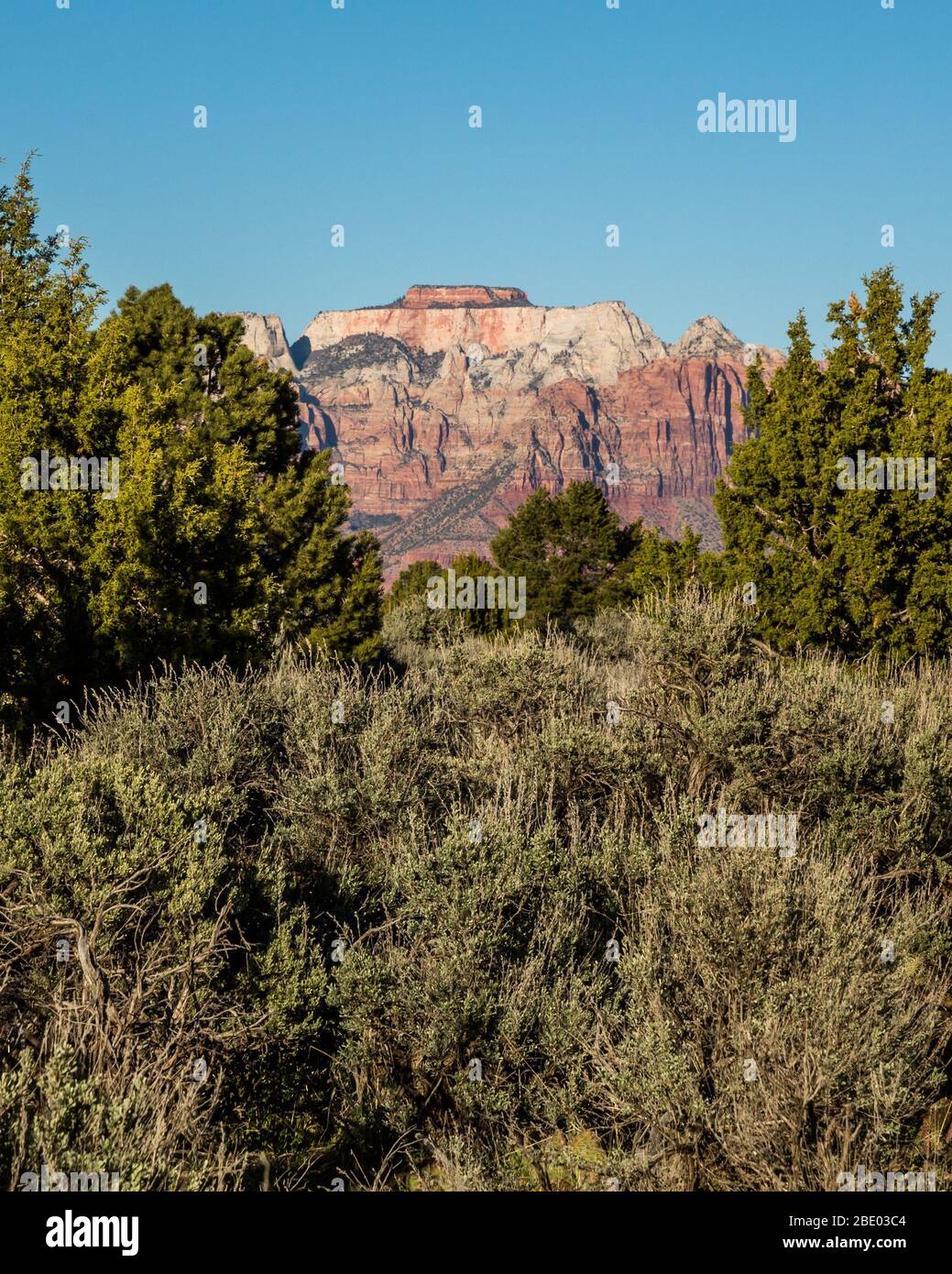 Looking through tall green juniper and pinyon pine trees at a massive red and white layered sandstone mesa in the southern Utah desert. Stock Photo