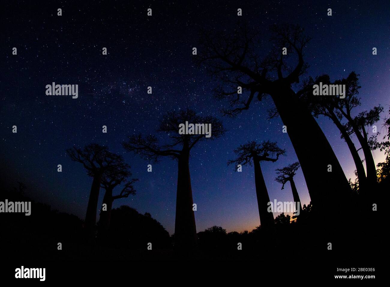 Low angle view of baobab trees under starry sky, Morondava, Madagascar Stock Photo