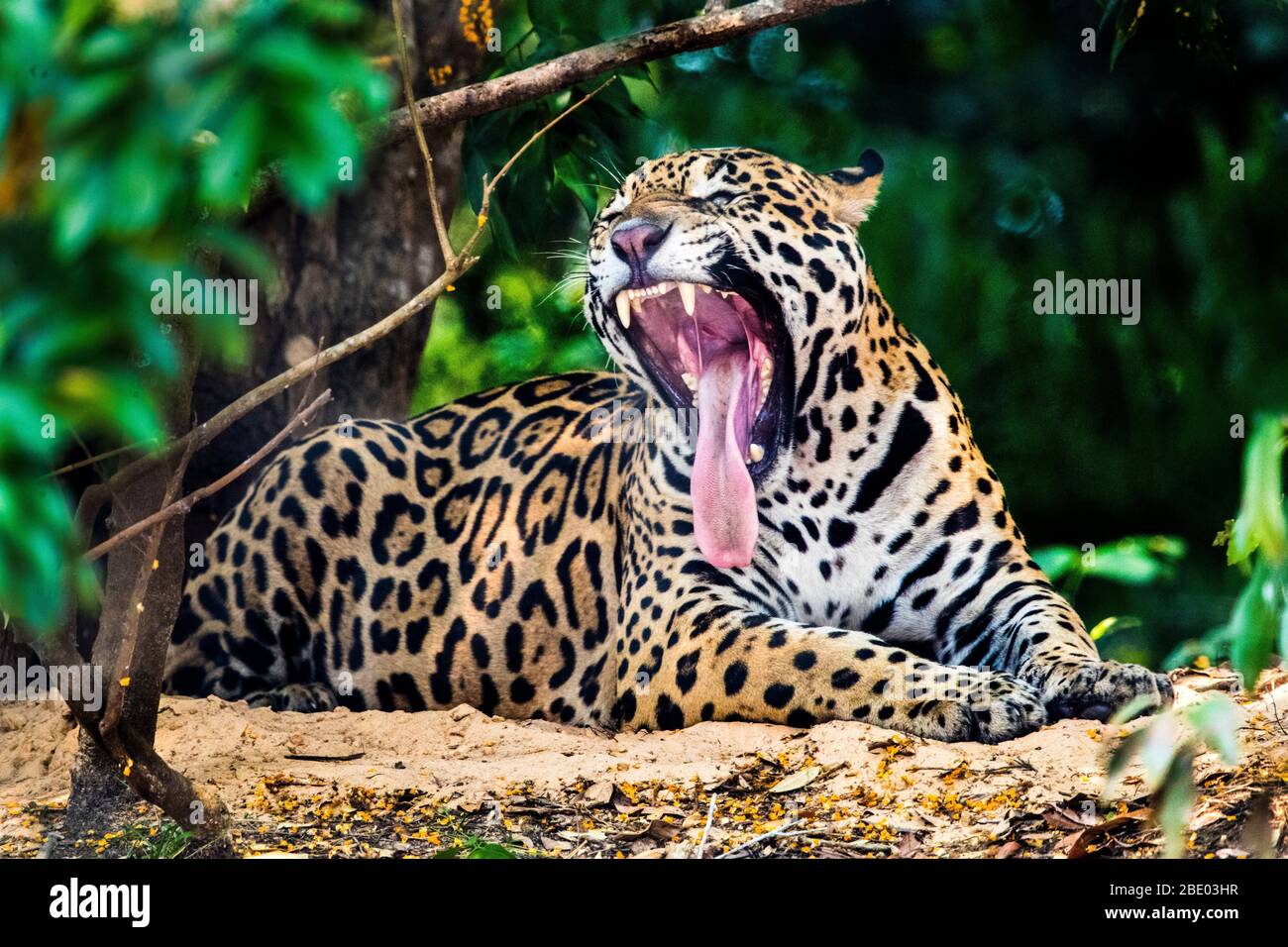 View of roaring jaguar lying in jungle, Pantanal, Brazil Stock Photo