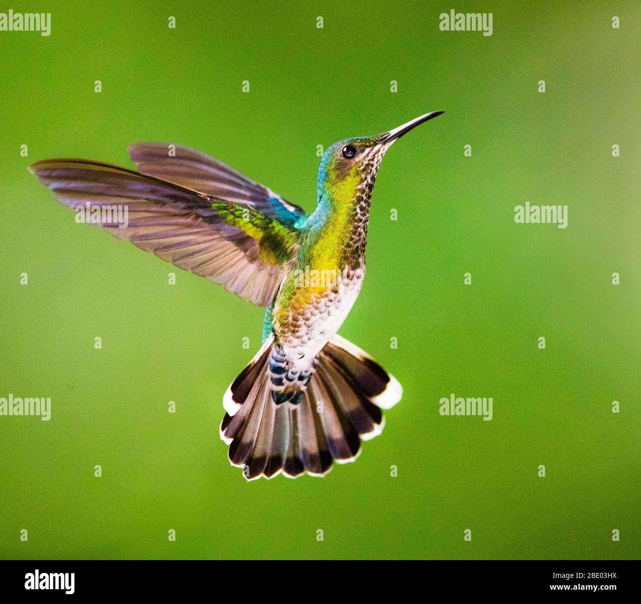Close up of fiery-throated hummingbird in flight, Sarapiqui, Costa Rica Stock Photo