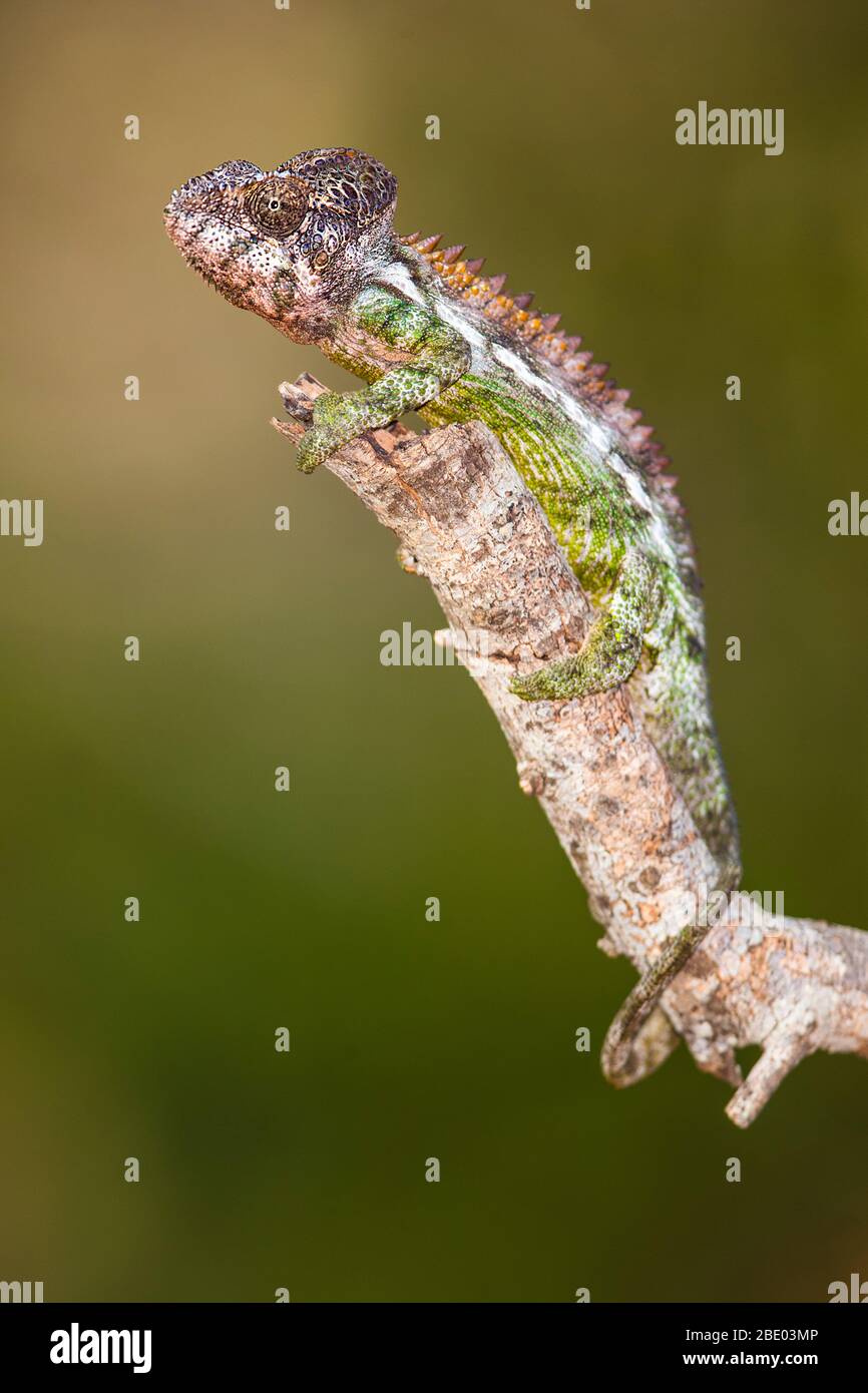 Close up of camouflaged chameleon (Furcifer oustaleti), Madagascar Stock Photo