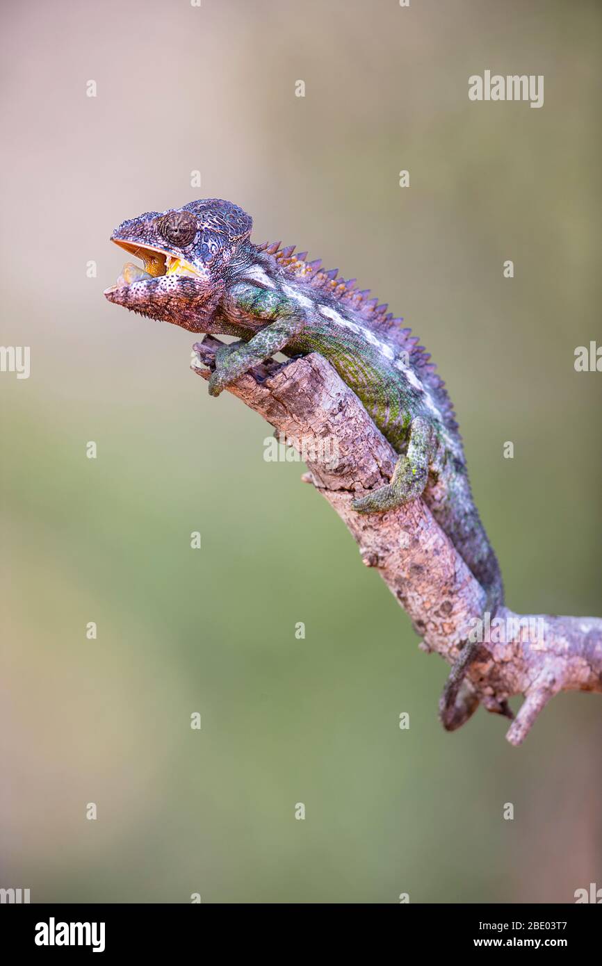 Close up of camouflaged chameleon (Furcifer oustaleti) standing on branch, Madagascar Stock Photo