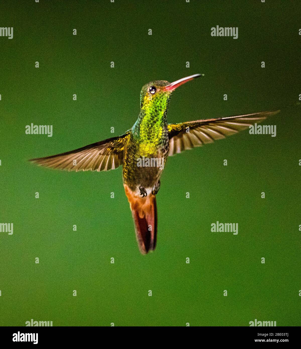 Close up of fiery-throated hummingbird in flight, , Sarapiqui, Costa Rica Stock Photo