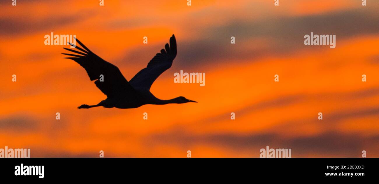 Silhouette of sandhill crane in flight, Soccoro, New Mexico, USA Stock Photo
