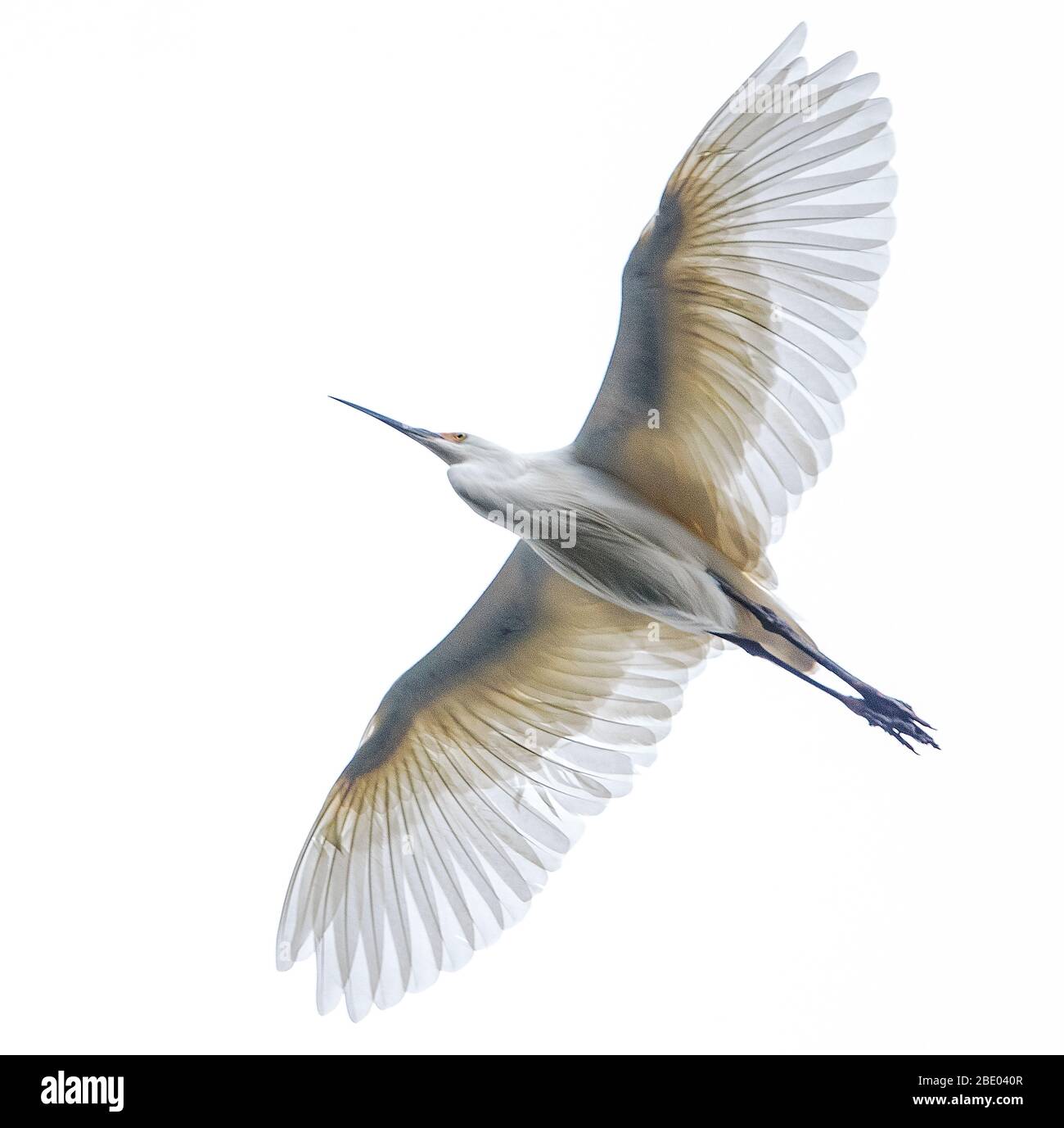 View of dimorphic egret d(Egretta imorpha) in flight, Antananarivo, , Madagascar Stock Photo