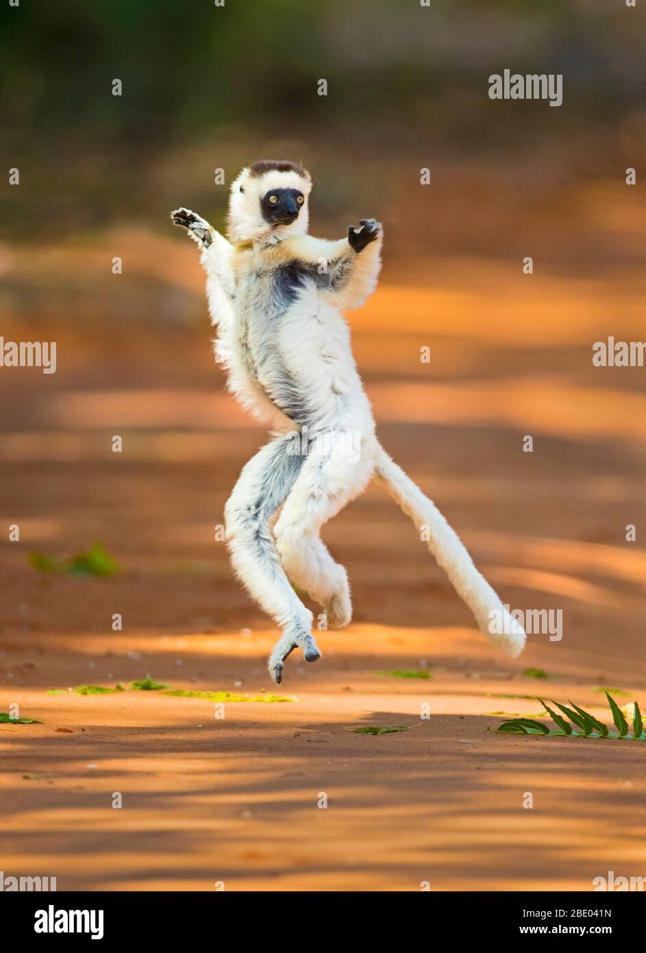 Madagascar lemur jumping hi-res stock photography and images - Alamy