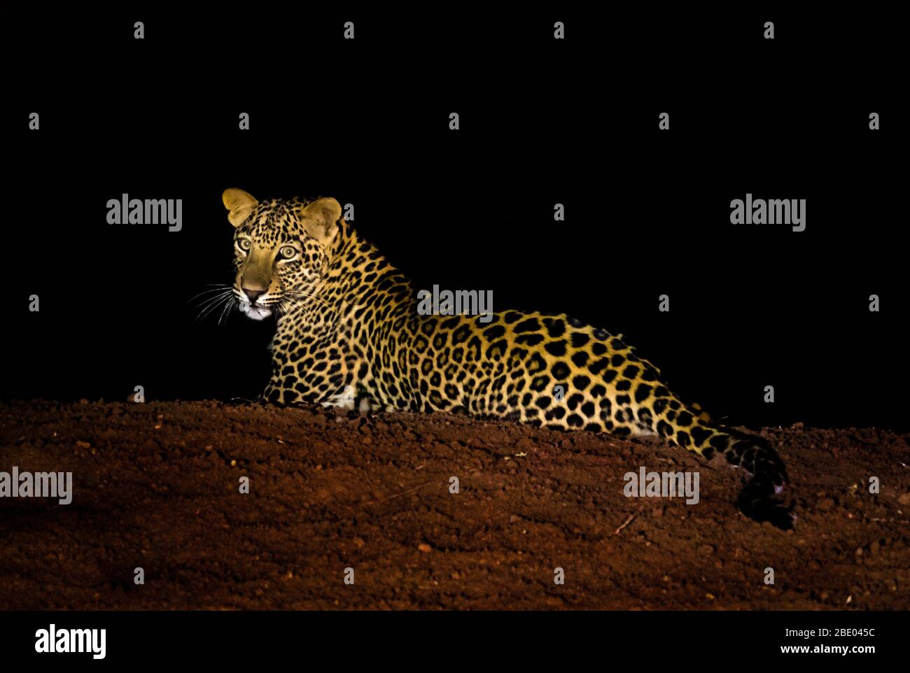 Leopard (Panthera pardus) close up, India Stock Photo
